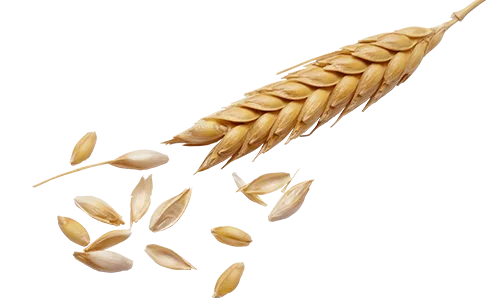 wheat grain